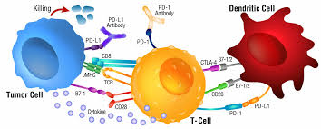 Image result for Immune Checkpoint Inhibitor