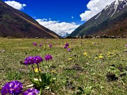 How to identify flowers from a picture. Laws Of Attraction Pollinators Use Multiple Cues To Identify Flowers Across Continents