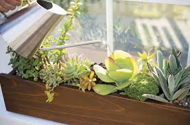 Cactus (cactaceae) can be ideal indoor plants, and they come in many sizes and shapes. How To Make A Succulent Window Box Window Box Plants