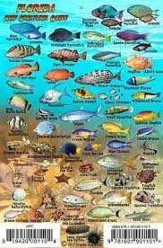 Baja Pacific Coast Sea Of Cortez Waterproof Fish