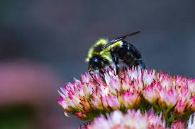 Bee flowers provide abundant nectar and pollen for bees. Five Michigan Plants To Bring All The Bees To The Yard