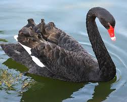 Bird With Orange Beak And Black And White Feathers Black Swan 8x10 Fine Art Photography Print By Brittanywright 30 00 Black Swan Fine Art Photography Print Fine Art Photography