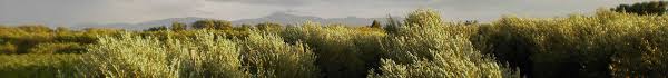 Huile D Olive De Torreilles Pyrenees Orientales Domaine Pagnon