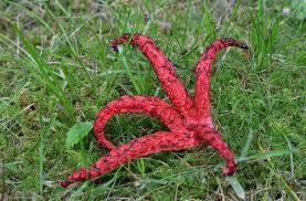 Image result for Pseudocolus schellenbergiae