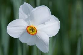 I fiori di narciso hanno una forma molto particolare, sono costituiti da una corona esterna formata da petali di colore giallo e da una corona interna a ce ne accorgiamo dal fatto che i bulbi si scoloriscono e assumono un colore simile al marrone, successivamente si contraggono e mummificano. Narciso Coltivazione E Curiosita Del Narcissus Pianta Dai Bellissimi Fiori
