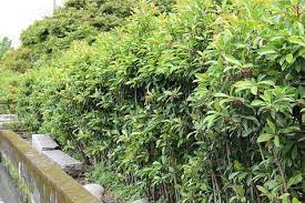 綠籬系列3 7 春不老 思在樹人 痞客邦 garden decor plants garden