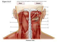 Contains cervical vertebrae and postural muscles. Neck Muscles Diagram Quizlet