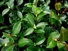 The camellia sasanqua is a japanese evergreen which may be 5 m tall © giuseppe mazza. Camellia X Winter S Joy Carolyn S Shade Gardens