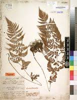 Image result for Athyrium schimperi