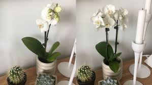 This is a great air purifying plant for beginners. The Sill Review The Popular Plant Delivery Service Put To The Test Reviewed
