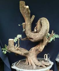 Bonsai Pohon Bonsai Bonsai Bunga