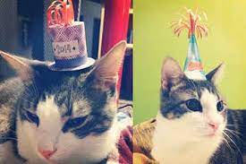 How To Make Two Tiny Festive Hats For Your Cat Cat Birthday Happy Birthday Cat Diy Birthday Hat For Cat