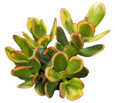 Image result for Crassula granvikii
