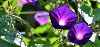 Request a donation from the gardens. Why You Should Shop At A Local Garden Center A Lawn Landscape Blog