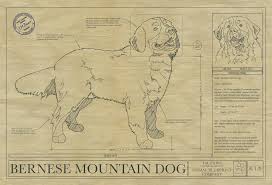 Maybe you would like to learn more about one of these? Bernese Mountain Dog Drawing Blueprint Art Animal Blueprint Company