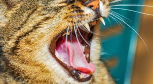 One of the worst progressions of this disease is called periodontitis, the animalwised provides all the information on the causes, symptoms and methods of prevention for periodontal disease in cats. Don T Ignore The Signs Of Dental Disease In Cats
