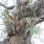 Image result for Drynaria volkensii