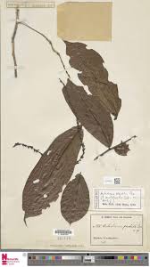 Image result for Antidesma vogelianum