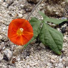 Image result for Ipomoea intrapilosa