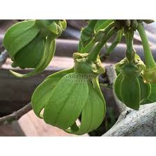 Image result for Artabotrys