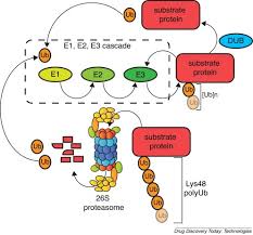 Proteasomes are protein complexes which degrade unneeded or damaged proteins by proteolysis, a chemical reaction that breaks peptide bonds. Tools To Investigate The Ubiquitin Proteasome System Sciencedirect