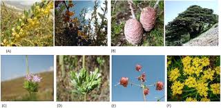 Image result for Vincetoxicum apiculatum