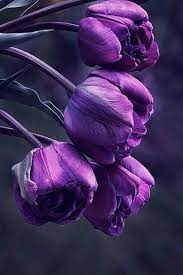 50 Shades Of Violet Purple Tulips Purple Flowers Shades Of Violet