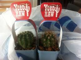 If you are looking for a unique way to celebrate the arrival of a learn how to celebrate mardi gras at home with these party decorating tips, craft and costume ideas. How To Make A Mini Cactus Display Emilia Rossi