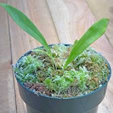 Image result for Utricularia formula