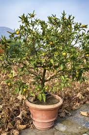 Meyer lemon trees one of the easiest and most popular patio fruit trees is the meyer lemon. Pruning Fruit Trees In Containers When To Prune Fruit Trees In Pots