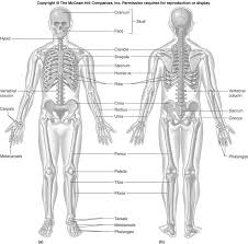 Label The Respiratory System Buscar Con Google Human Anatomy Human Body Anatomy Human Anatomy And Physiology
