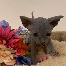 Hairless Cats For Sale Near Me Cute Hairless Cat Hairless Cat Hairless Cats For Sale