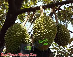 Musang king atau nama sebenarnya raja. Durian Musang King Raja Dari Segala Raja Durian Yang Tersohor Akan Kelezatan Rasanya Jualbenihmurah Com