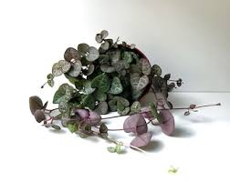 Image result for Ceropegia rendallii
