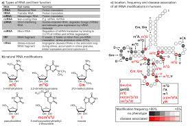 It is not intended as legal advice to any person. The Role Of Rna Modifications In Neurological Diseases