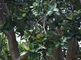 Image result for Syzygium cordatum