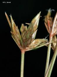 Image result for Bulbostylis densa