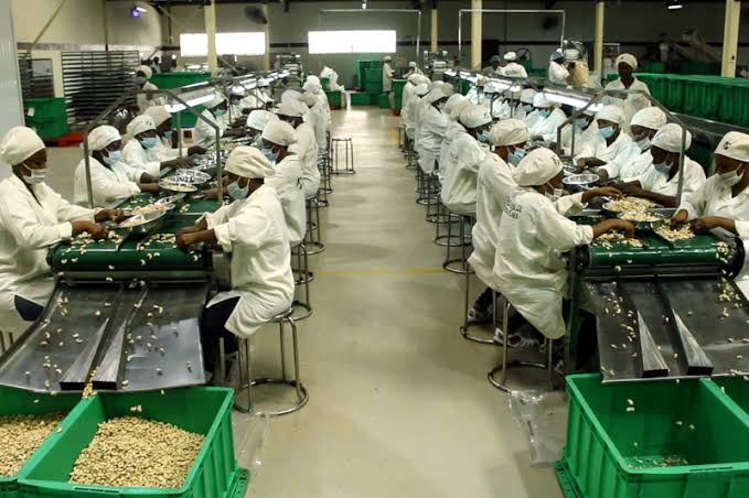 Premium South African nuts for export