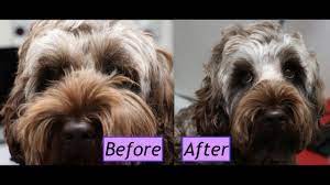 Labradoodles serve as a cross between poodles and labradors, which gives them the unique advantage of having a somewhat hypoallergenic coat. How To Groom A Cockapoo Face Demo Youtube