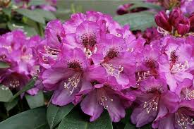 Violet Dreams Plum High X Jonathan Shaw Hybridized 1997 Registered 2008 Rhododendron Plants Purple
