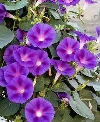 Pin By Antonietta Bag On Pictures Morning Glory Flowers Beautiful Flowers Flowers Nature