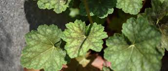 Image result for heuchera americana