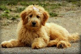 Apr 13, 2021 · mini labradoodles tend to have a lifespan of around 10 to 14 years. Everything You Need To Know About The Mini Labradoodle Animalso