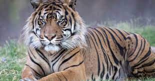 Sumatran Tiger Phoenix Zoo Sumatran Tigers Are The Smallest Tiger Species Alive Today And As Their Name Suggests Are Tiger Species Sumatran Tiger Wild Cats