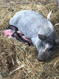 It was fun to work at the zoo and get to see families and kids have fun and also to get to see the animals and ride the train. Joe S Camels Posts Facebook