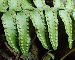 Image result for Arthropteris palisotii