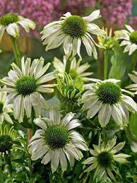 Coneflower Jade Echinacea Purpurea Flowers Perennials Echinacea