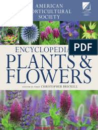 Lemon verbena leaves and tea on table. Ahs Encyclopedia Of Plants Pdf Perennial Plant Plants