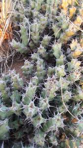 Image result for Euphorbia schinzii