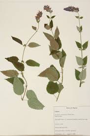 Image result for Lamiaceae